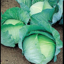 White Cabbage, Early flat Dutch Brunswijker