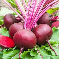 Beetroot, Red Gardenbeet Egyptian flat round EKO
