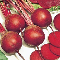 Beetroot, Red Gardenbeet Detroit dark red 2