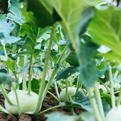 Kohlrabi Lanro white EKO