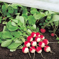 Radish National 3 (half red/white)