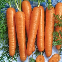 Carrot Resistafly F1 (Halflong summer and autumn)