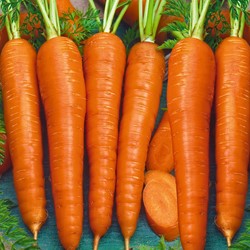 Organic Carrot Berlikumer 2 (Long Autumn and Winter)