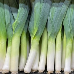 Leek Hannibal, Autumn Giant 2 EKO