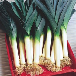 Leek Bluegreen winter Farinto (Winter)