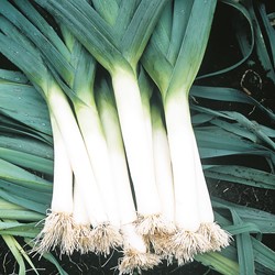 Leek Bluegreen winter Atlanta (Winter) EKO