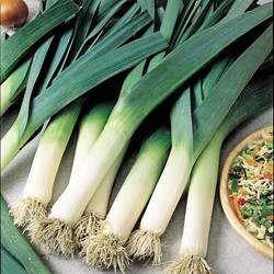 Leek Yates Empire 2 (Winter)