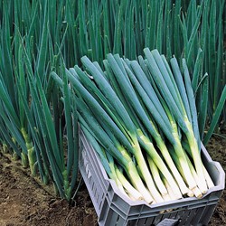 Onion bunching / welsh, Ishikura Long White