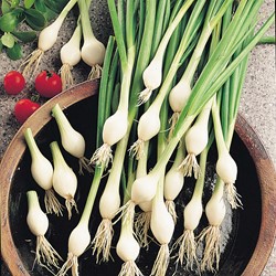 Onion buncing, White Lisbon