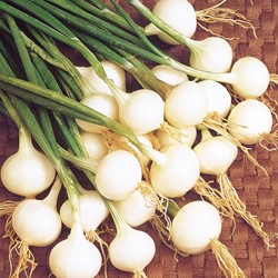 Onion small white-skinned, Barletta