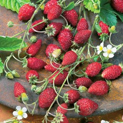 Strawberry woodland, Baron Solemacher (small fruited)