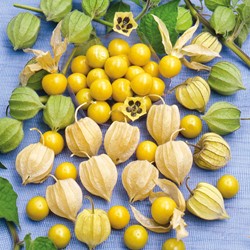 Pineapple Cherry SunFruit (Cape Gooseberry)