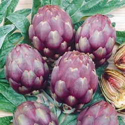 Artisjok Violet de Provence