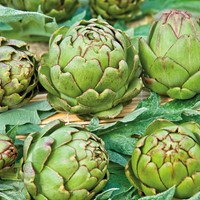 Artichoke green Vert de Provence