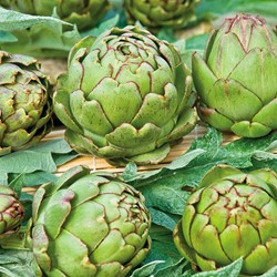Artisjok groen Vert de Provence