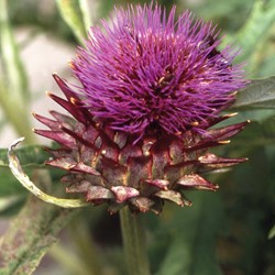 Kardoen EKO - Cynara Cardunculus