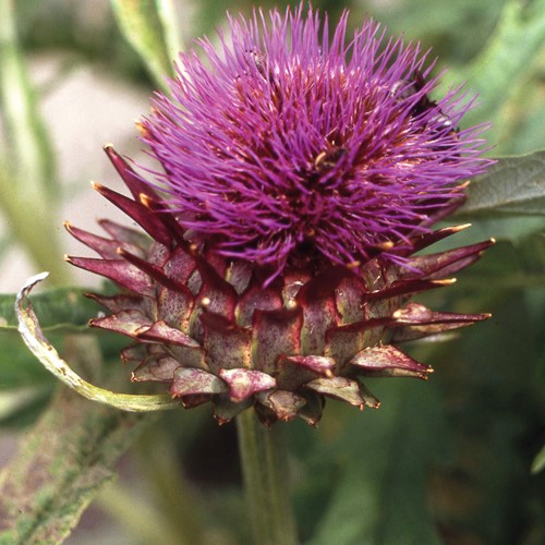 Kardoen EKO - Cynara Cardunculus