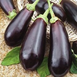 Eggplant Black Beauty