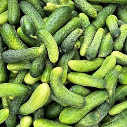 Gherkin Hokus EKO