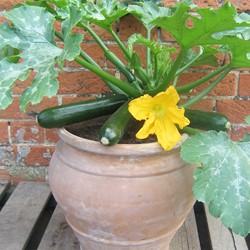 Marrow, Summer Squash Patio Star F1