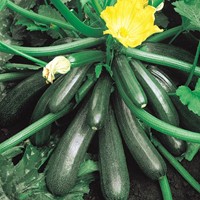 Marrow, Summer Squash Ambassador F1
