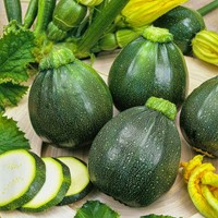 Marrow, Summer Squash Eight Ball F1