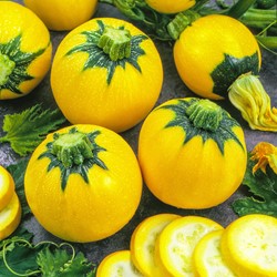 Marrow, Summer Squash Sun Ball F1 - Cucurbita