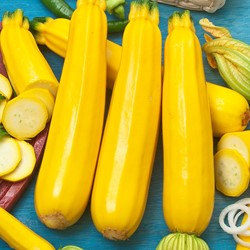 Zucchini Summer Squash Soleil F1 - Cucurbita pepo