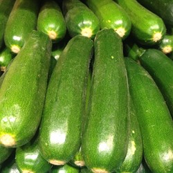Marrow, Summer Squash Defender F1