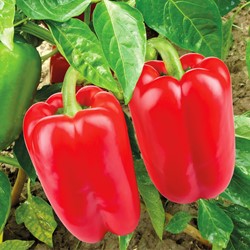 Organic Sweet pepper Jubilandska