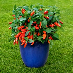 Sweet pepper Tangerine Dream (pot) - Capsicum annuum