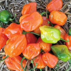 Pepper Habanero - Capsicum sinense