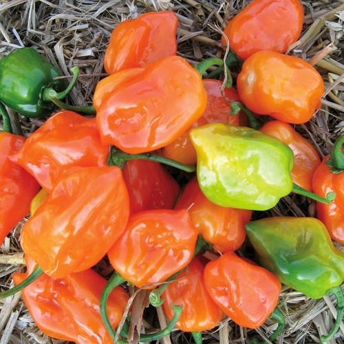 Pepper Habanero - Capsicum sinense
