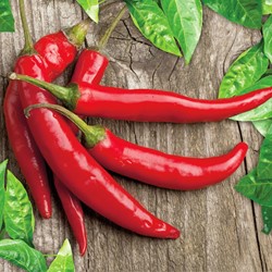 Organic Pepper Cayenne Westlandia