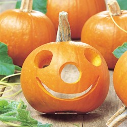 Pompoen Spooktacular - Cucurbita