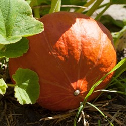 Pumpkin, Winter Squash, Uchiki Kuri (soupe) EKO