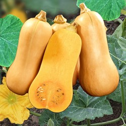 Butternutpompoen Hercules F1