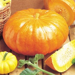 Gourd Rouge Vif d'Etampes