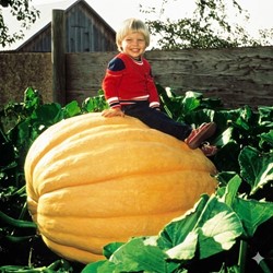 Gourd (large) Atlantic Giant