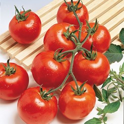 Tomato Trusses Vitador F1