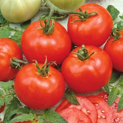 Tomato Moneymaker