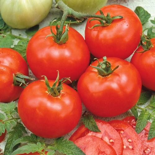 Tomato Moneymaker