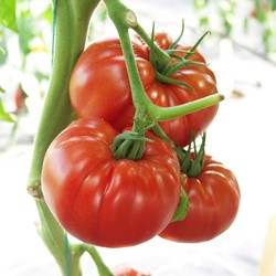Tomato Country Taste F1 EKO