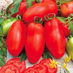 Tomato San Marzano 3