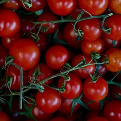 Tomato Supersweet 100 F1 - Lycopersicon