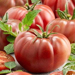 Tomato Noire de Crimée - Lycopersicon