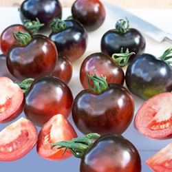Tomato Indigo Rose