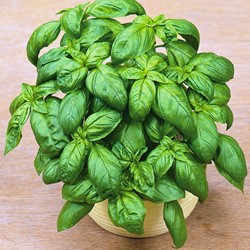 Basil, Sweet Large leaved - Ocinum