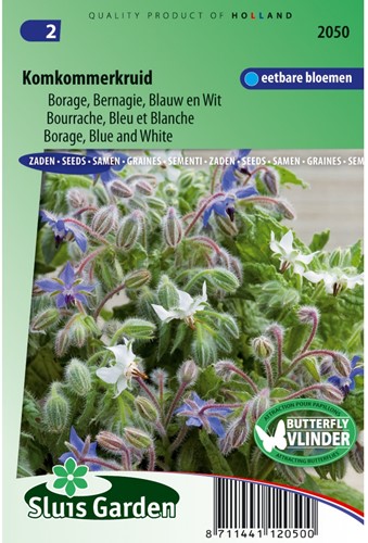 Borage Blue and White (Borago officinalis)-2