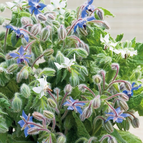 Borage Blue and White (Borago officinalis)